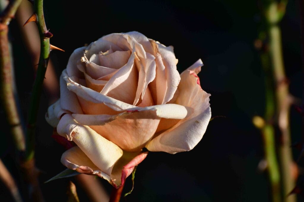 London Tourist Trips Questions 2026 Never published photography of the Beautiful Rose from Kew-Gardens-Is-A-London-Largest-UNESCO-World-Heritage-Site