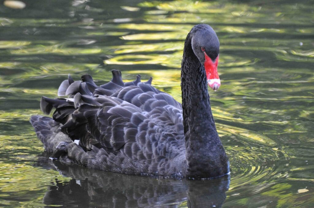 London Tourist Trips Questions 2026 View on Black Swan from St James’s Park